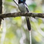 Madagascar Paradise-Flycatcher