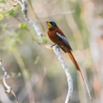 Madagascar Paradise-Flycatcher (male)