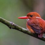Madagascar Pygmy Kingfisher
