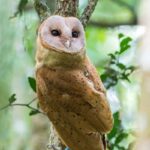 Madagascar Red Owl