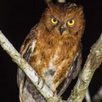 Madagascar Scops-Owl