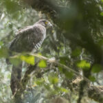 Madagascar Serpent-Eagle