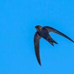 Madagascar Swift