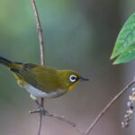 Madagascar White-eye