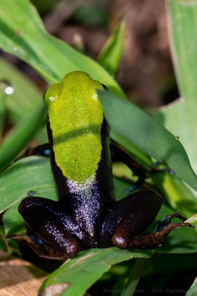 Mantella laevigata frog