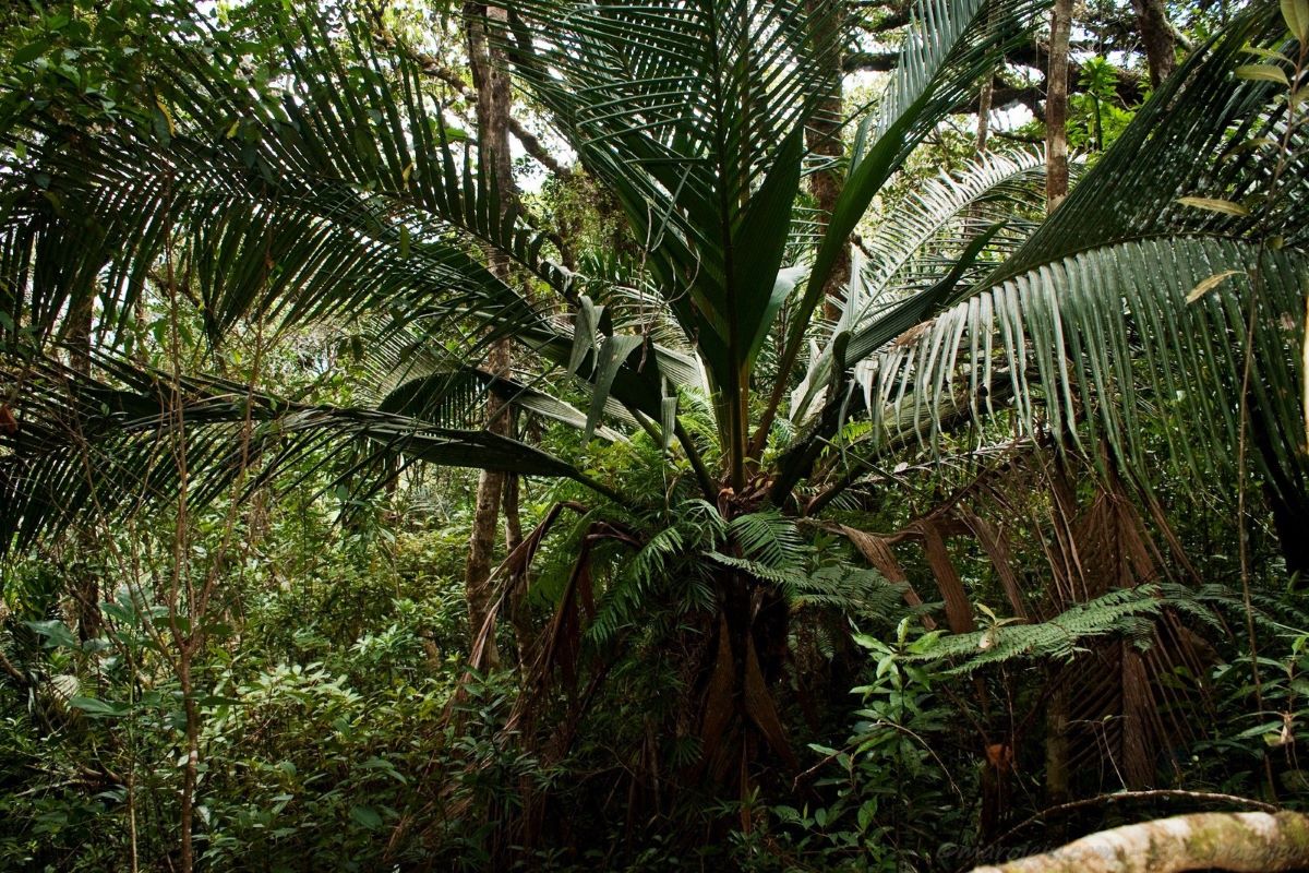 A palm tree with huge, long fronds grows in a dense green forest.