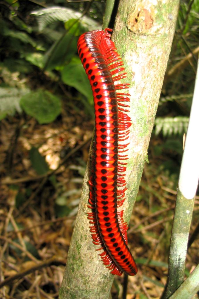 Red millipede
