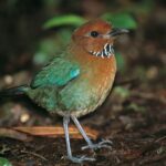 Adult Rufous-headed Ground-Roller (Atelornis crossleyi) on forest floor. Higher elevation rainforest (1300m), Marojejy National Park (near Camp Simpona)