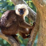 Male White-fronted Brown Lemur (Eulemur albifrons) Marojejy National Park