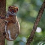 Eastern Wooly Lemur (Avahi laniger), Mantadia National Park