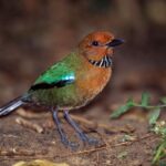 Adult Rufous-headed Ground-Roller on forest floor. Higher elevation rainforest (1300m), Marojejy National Park (near Camp Simpona)