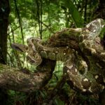 Sanzinia madagascariensis (Madagascar Tree Boa)