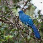 Adult Blue Coua in forest understory, Ranomafana National Park