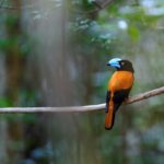 Adult Helmet Vanga in forest understory, Masoala National Park