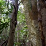 Resting Giant Leaf-tailed Gecko, camouflaged on tree trunk in forest understory during the day. Marojejy National Park