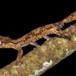 Nocturnal Henkel's leaf-tailed gecko (Uroplatus henkeli), Ankarafantsika National Park