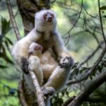 Female Silky Sifaka with infant