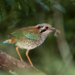 Adult Scaly Ground-Roller (Geobiastes squamiger) with invertebrate prey. Forest understory, Andasibe-Mantadia National Park