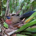 Adult Red-breasted Coua (Coua serriana) on nest in forest understory. Masoala National Park
