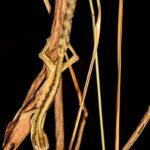Nocturnal Lined Leaf-tailed Gecko