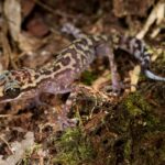 Nocturnal rainforest Big-headed Gecko (Paroedura gracilis), Marojejy National Park