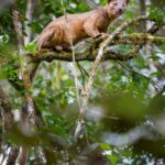 Male fosa (Cryptoprocta ferox) in rainforest canopy