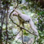 Silky Sifaka (Propithecus candidus), Marojejy National Park