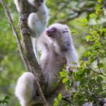Silky Sifaka (Propithecus candidus), Marojejy National Park