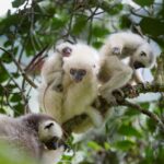 Silky Sifaka (Propithecus candidus), Marojejy National Park