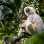 Adult male Silky Sifaka (Propithecus candidus), Marojejy National Park