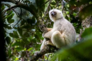 Adult male Silky Sifaka (Propithecus candidus), Marojejy National Park