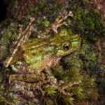 Moss/lichen mimic tree frog (Spinomantis aglavei), Marojejy National Park