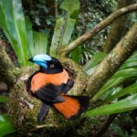 Adult Helmet Vanga on nest