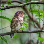 Adult Short-legged Ground-Roller (Brachypteracias leptosomus)