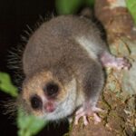 Allocebus trichotis (Allocèbe — Hairy-eared Dwarf Lemur)