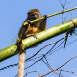 Hapalemur occidentalis (Hapalémur occidental - Northern Bamboo Lemur)