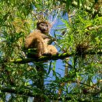 Hapalemur occidentalis (Hapalémur occidental - Northern Bamboo Lemur)