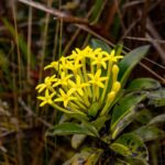 Payera coriacea