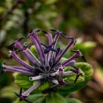 Payera marojejyensis