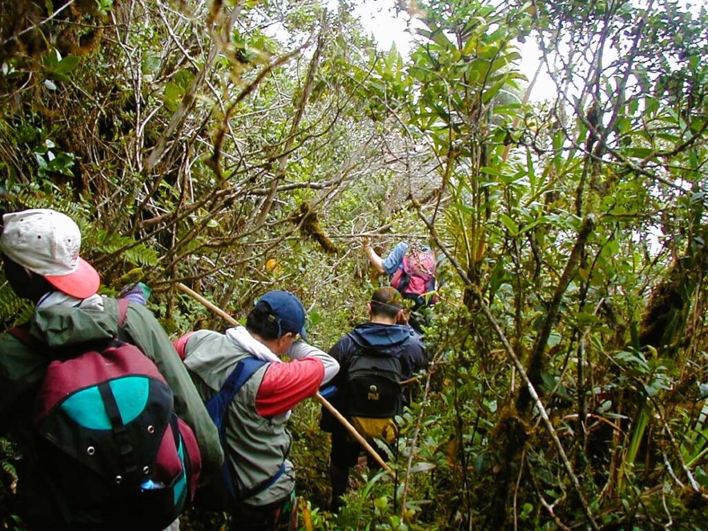 Four people descend on a narrow trail through dense vegetation.