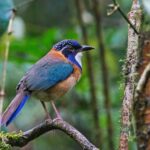 Pitta-Like Ground-Roller