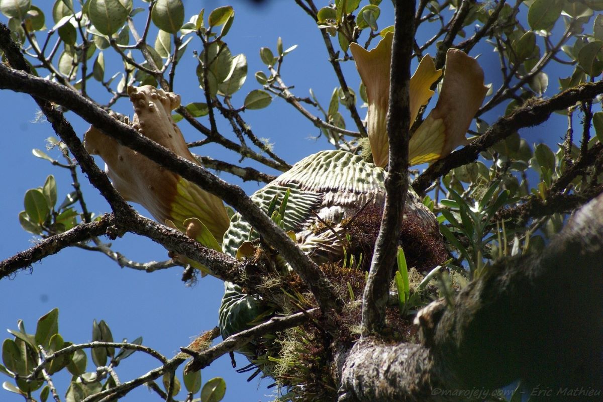 A staghorn fern with leaves like a deer's antlers grows high up in the branches of a tree.