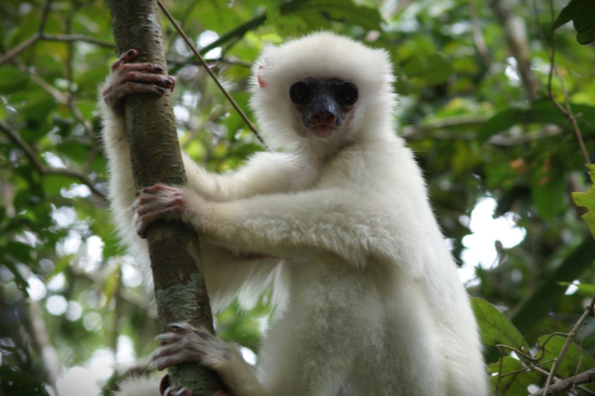 A Silky Sifaka lemur with black face and pure white fur holds onto a small tree trunk with its long fingers and toes.