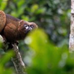 Eulemur rubriventer (Lémur à ventre rouge - Red-bellied Lemur)