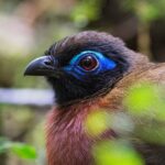Red-breasted Coua
