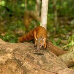 Galidia elegans (Galidie élégante - Ring-tailed Mongoose)