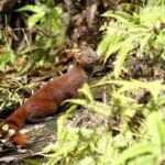Galidia elegans (Galidie élégante - Ring-tailed Mongoose)