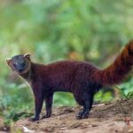 Galidia elegans (Galidie élégante - Ring-tailed Mongoose), photo © Dustin Chen