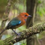 Rufous-headed Ground-Roller