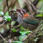 Scaly Ground-Roller